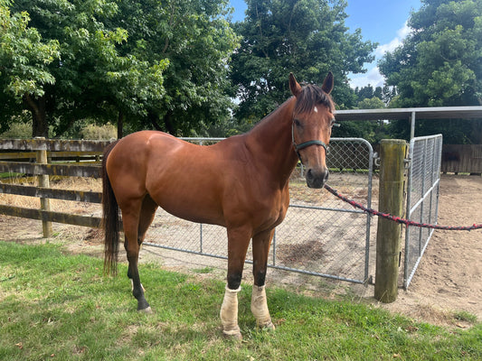 Why is Wool is a Superior Bandaging Product?